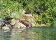 alaska-wildlife-2