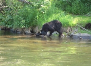 alaska-wildlife-6