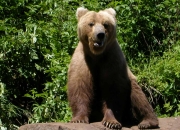 alaska-wildlife-8