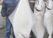 alaska-halibut-1