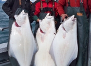 alaska-halibut-2