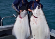 alaska-halibut-3