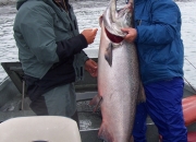 alaska-king-salmon-1