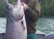 alaska-king-salmon-15