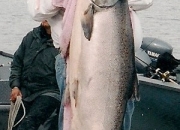 alaska-king-salmon-31