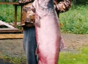 alaska-king-salmon-32