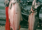 alaska-king-salmon-39