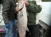 alaska-king-salmon-8