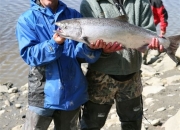 alaska-red-salmon-3