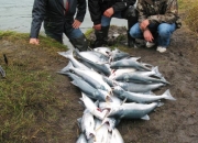 alaska-silver-salmon-11